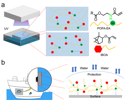 我校邱仁輝教授、劉文地教授團隊在生物基水下膠黏劑研發取得進展